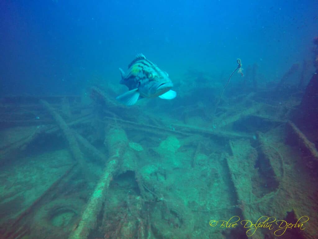 Badèche — the Ricardo shipwreck dive site, Djerba