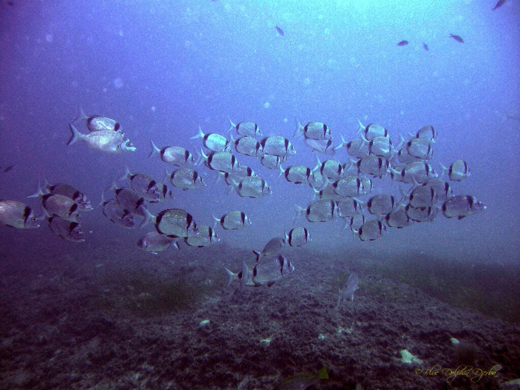 Sars Reef — Diving Sites, Djerba