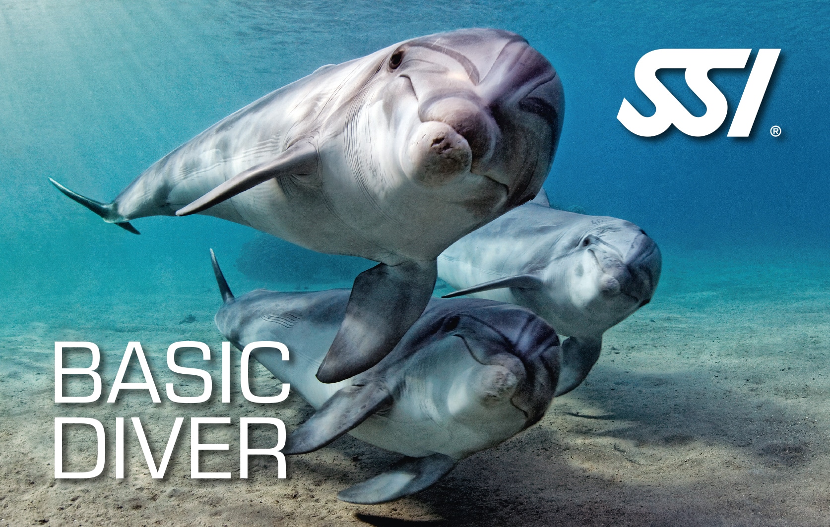 SSI Basic Diver with Blue Dolphin Djerba
