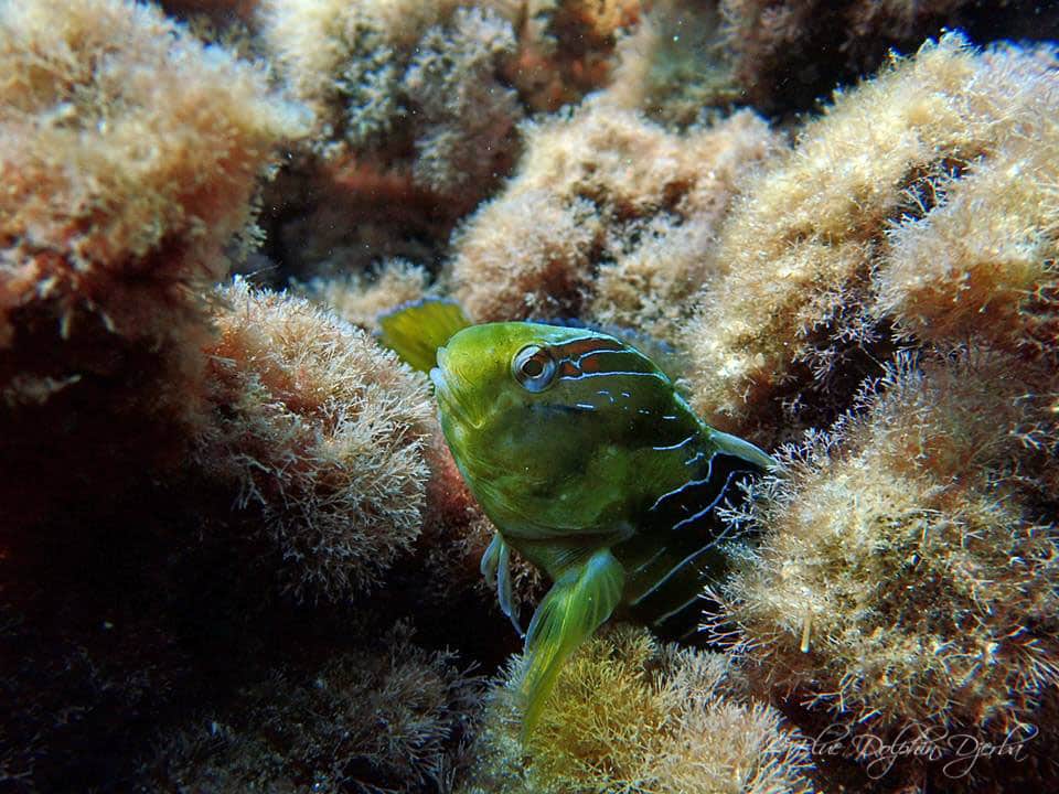 Blennie — Dive Site in Sidi Soliman, Djerba