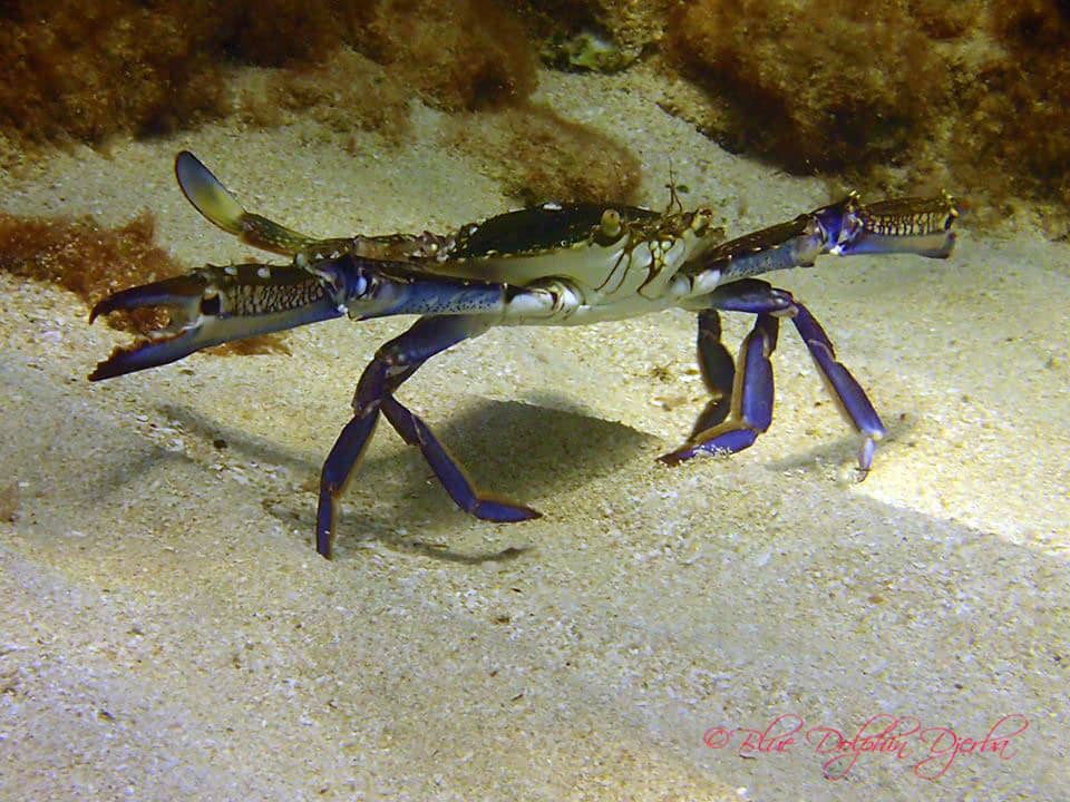 Blue Crab — Petites Arches du Méridiana Dive Site, Djerba