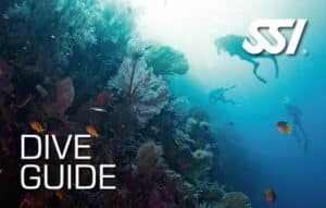 Dive Guide — SSI