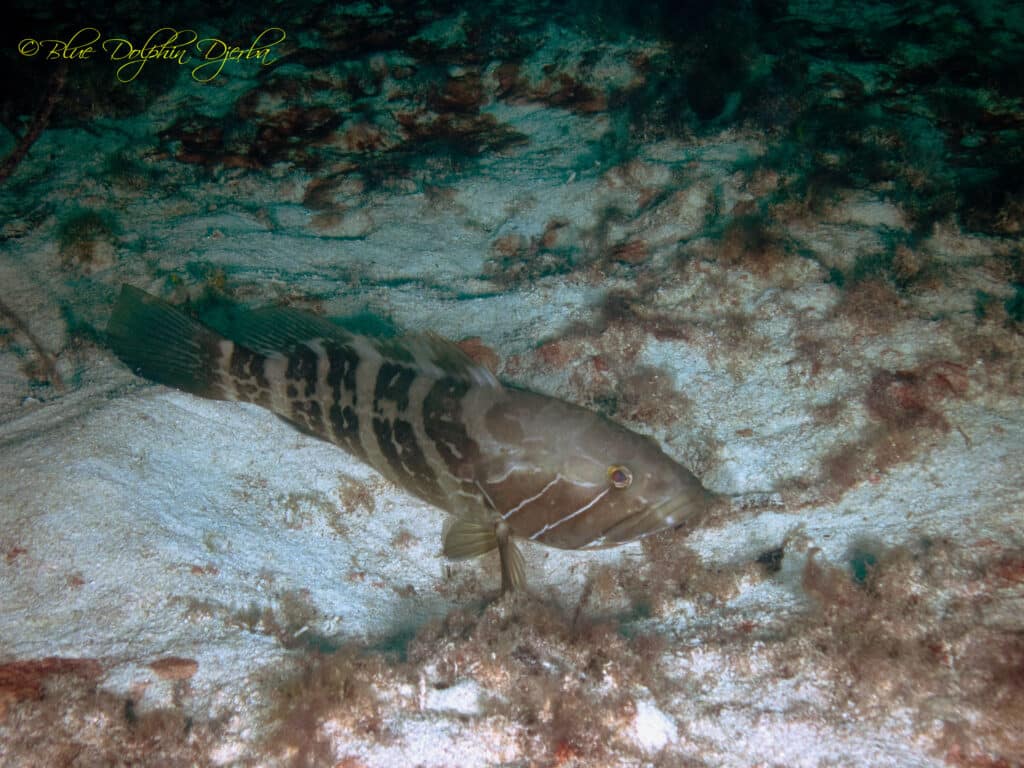 Grouper — Ricardo Wreck Dive Site, Djerba