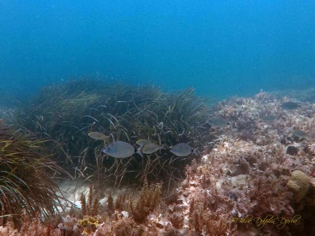 Underwater Landscape — Petites Arches du Méridiana Dive Site, Djerba