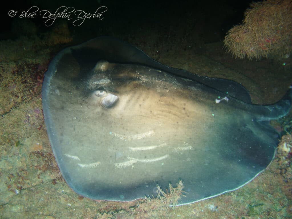 Stingray — Ricardo Wreck Dive Site, Djerba