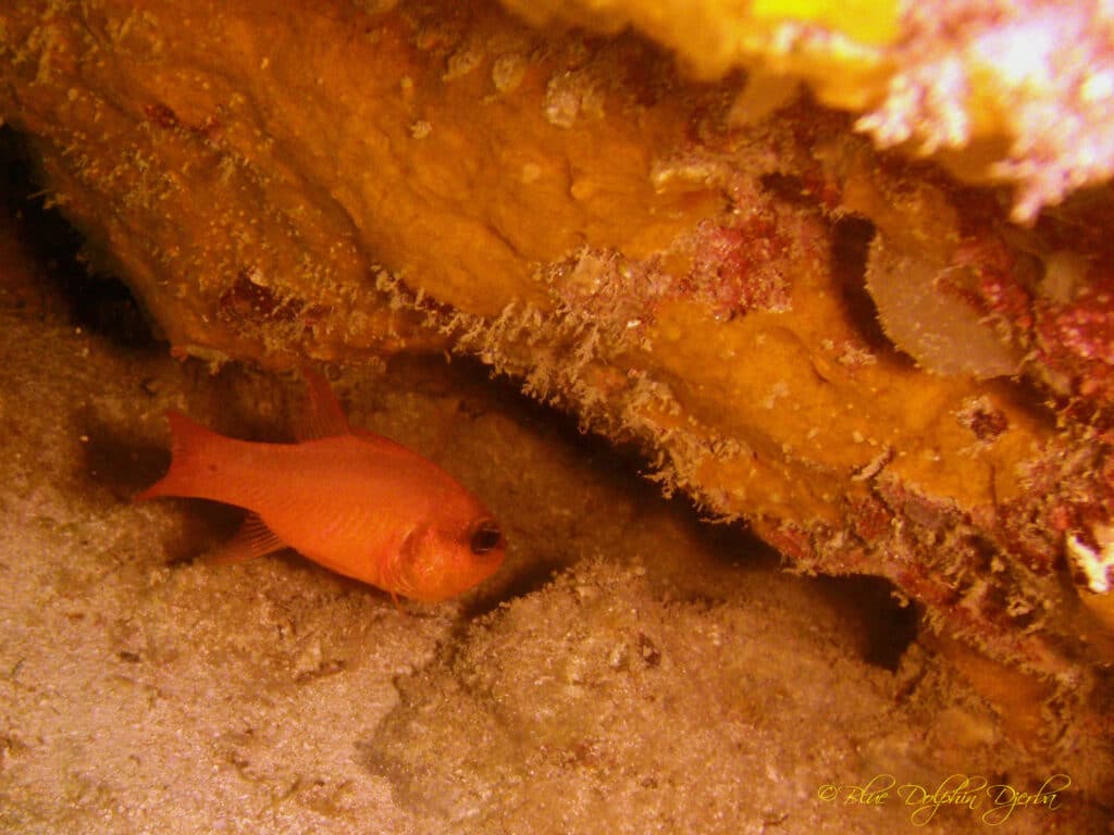 Apogon — Rocher dive site in Mongi, Djerba