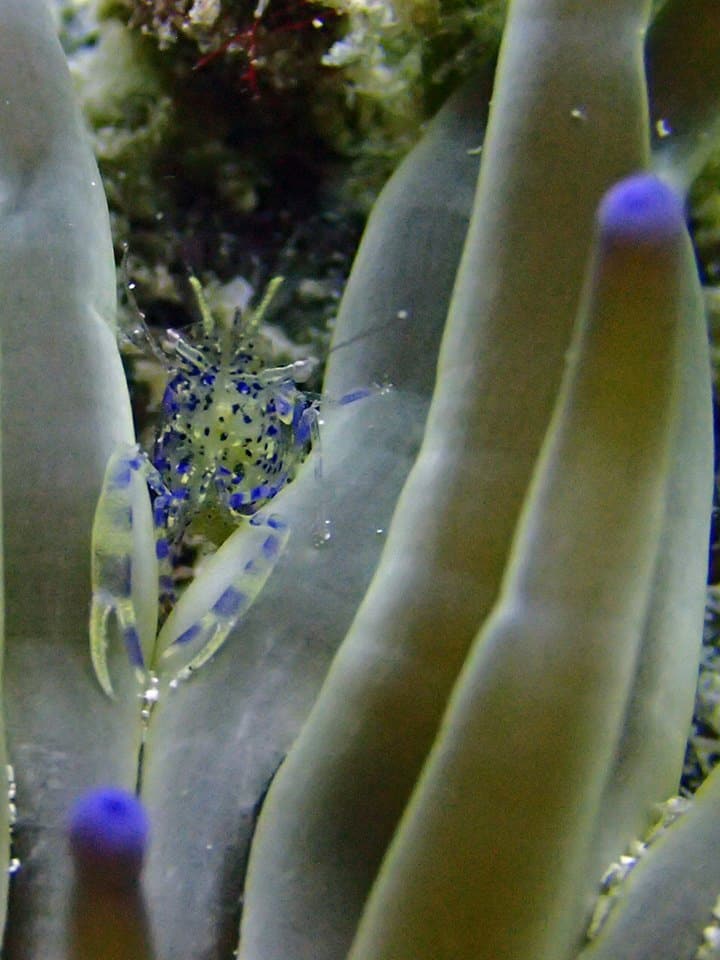 Plongée sous-marine à l'épave Aïda, Djerba