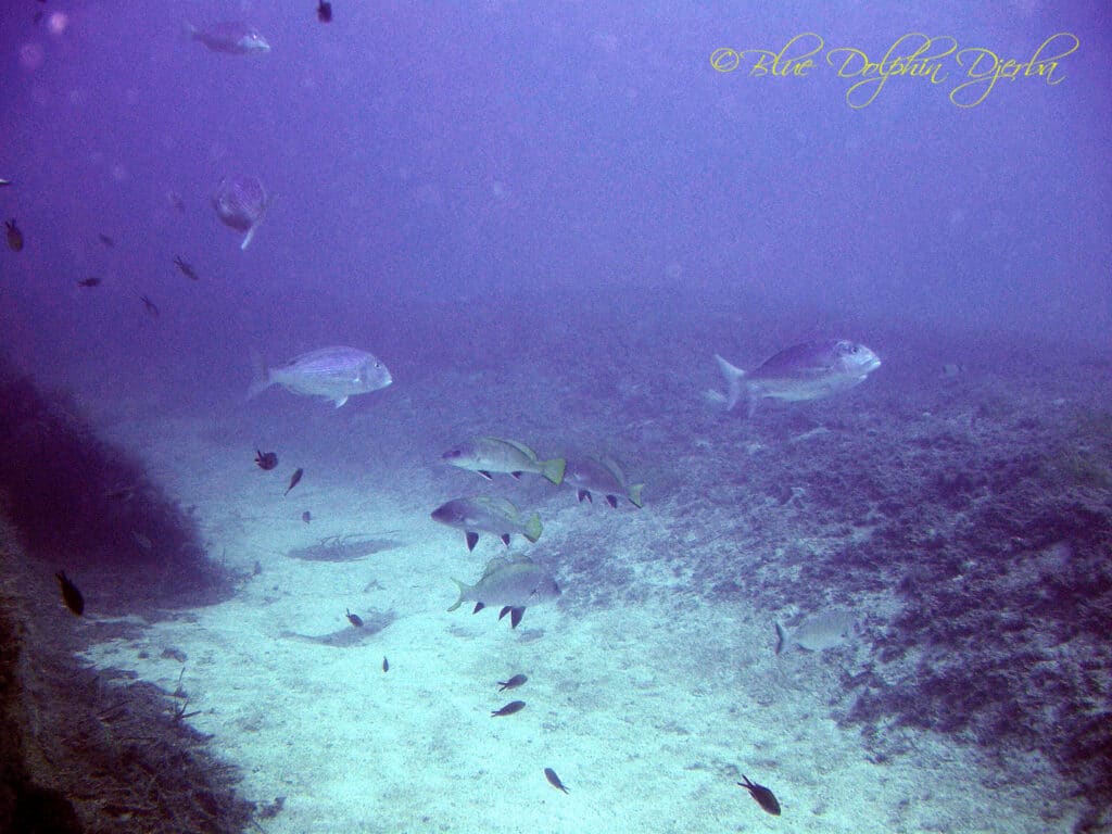 Corbs — site de plongée de l'épave Aïda, Djerba
