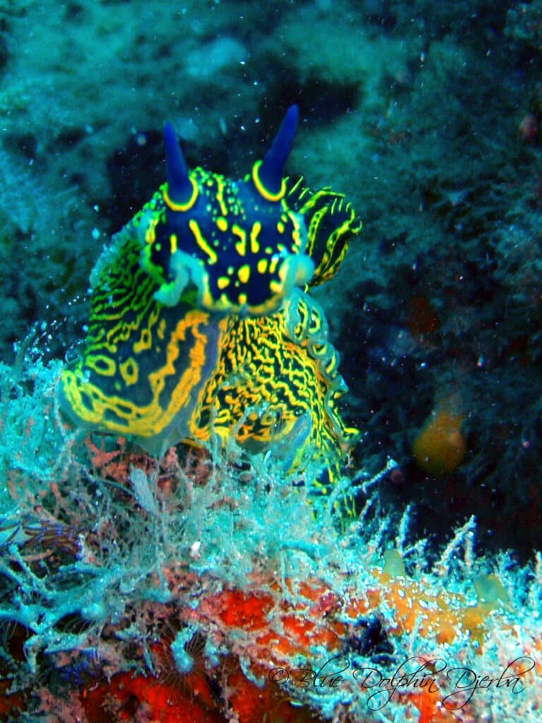 Nudibranche — site de plongée de l'épave Eso, Djerba