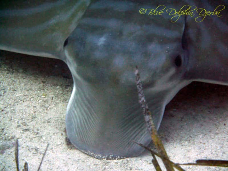 Close-up of a fish — the Rochers aux Poulpes dive site, Djerba