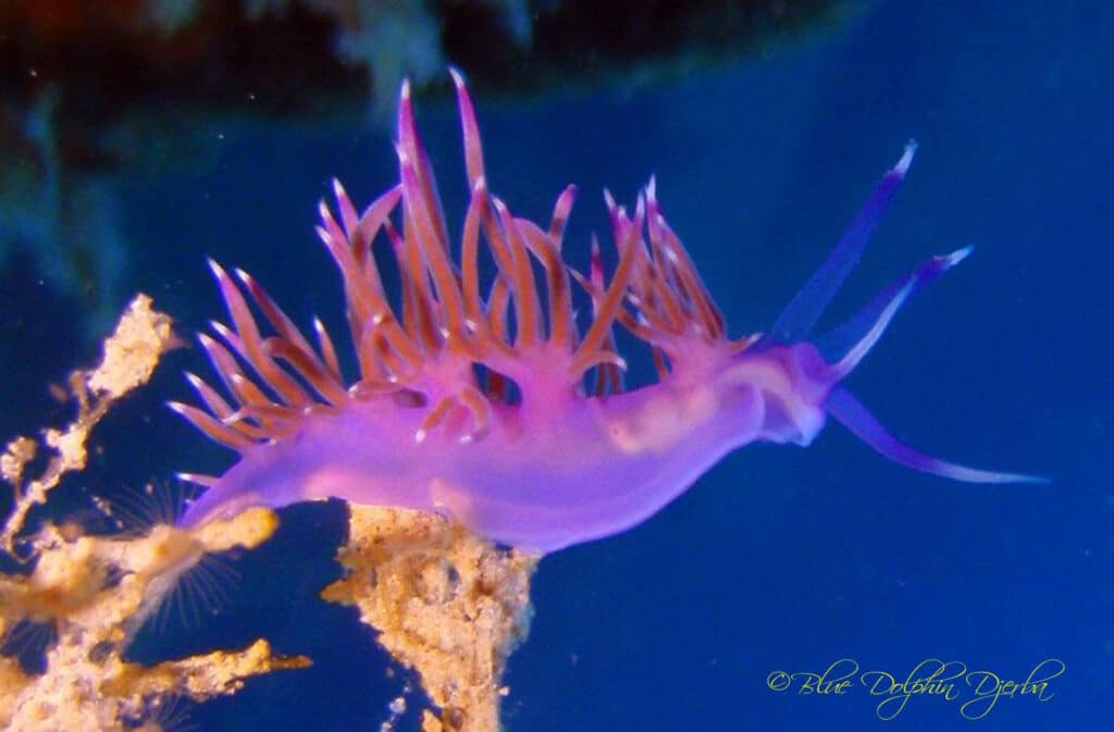 Nudibranche — site de plongée de l'épave Aïda, Djerba