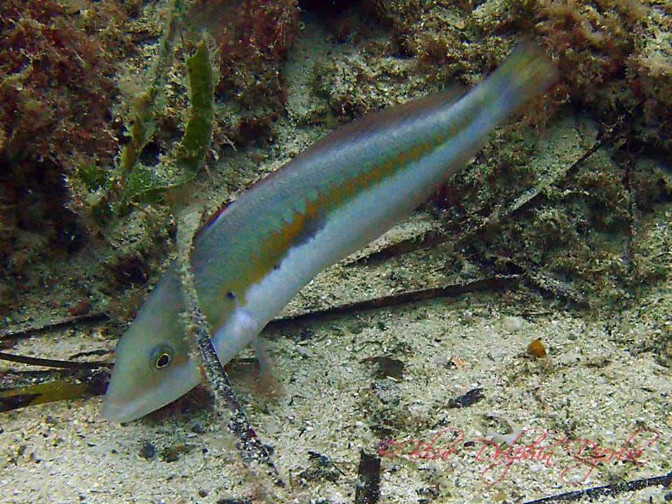 Girelle — a dive site in Sidi Soliman, Djerba