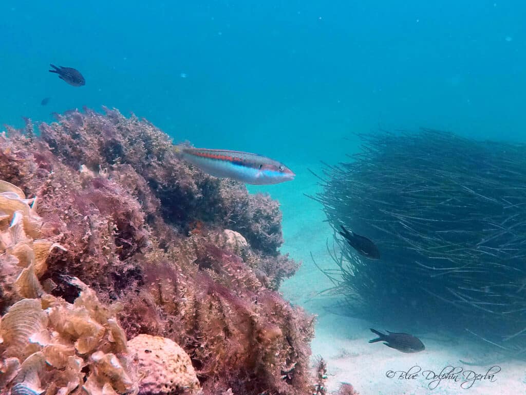 Peacock Wrasse — Petites Arches du Méridiana dive site, Djerba