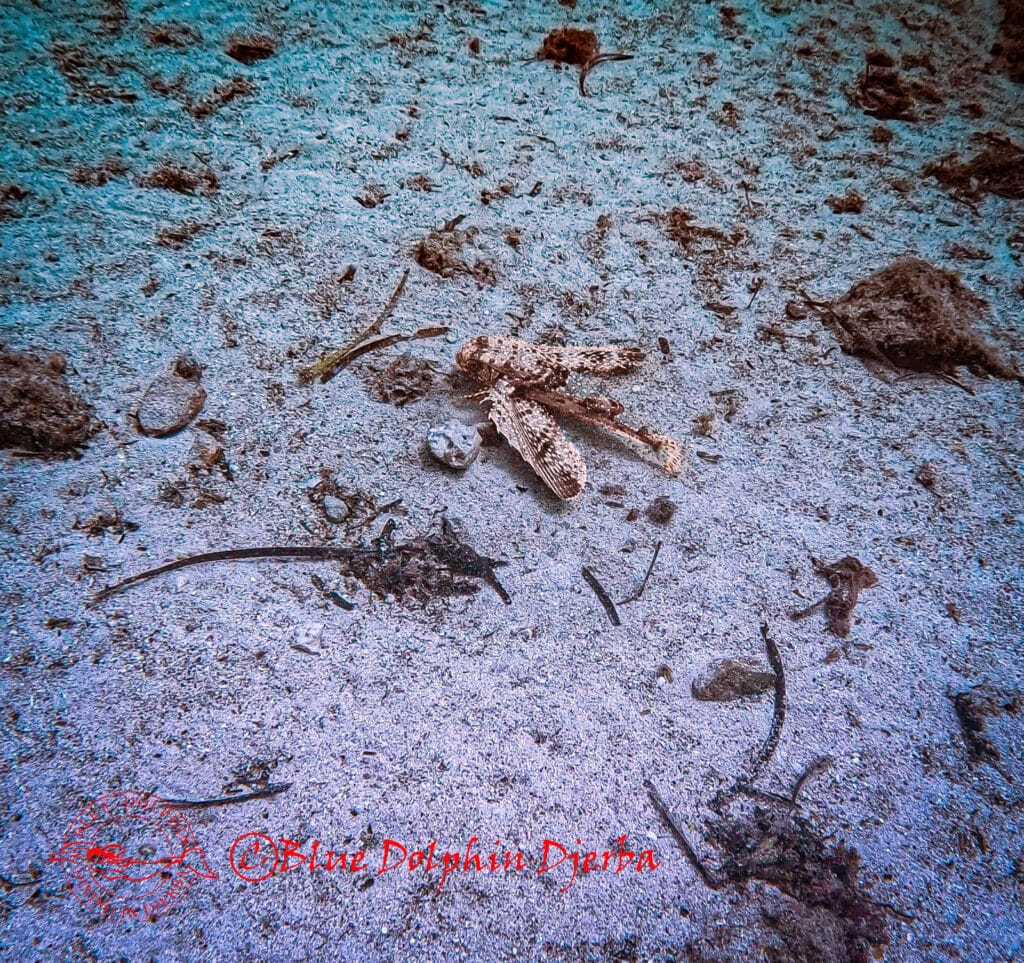 Grondin — site de plongée de La Crépine, Djerba