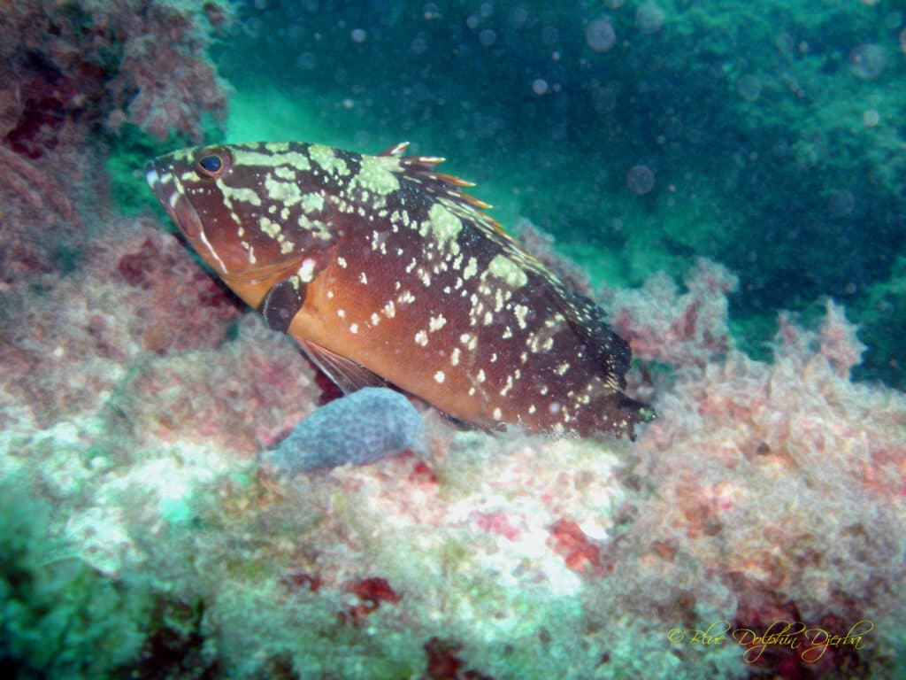 Mérou — site de plongée de l'épave Attitala, Djerba