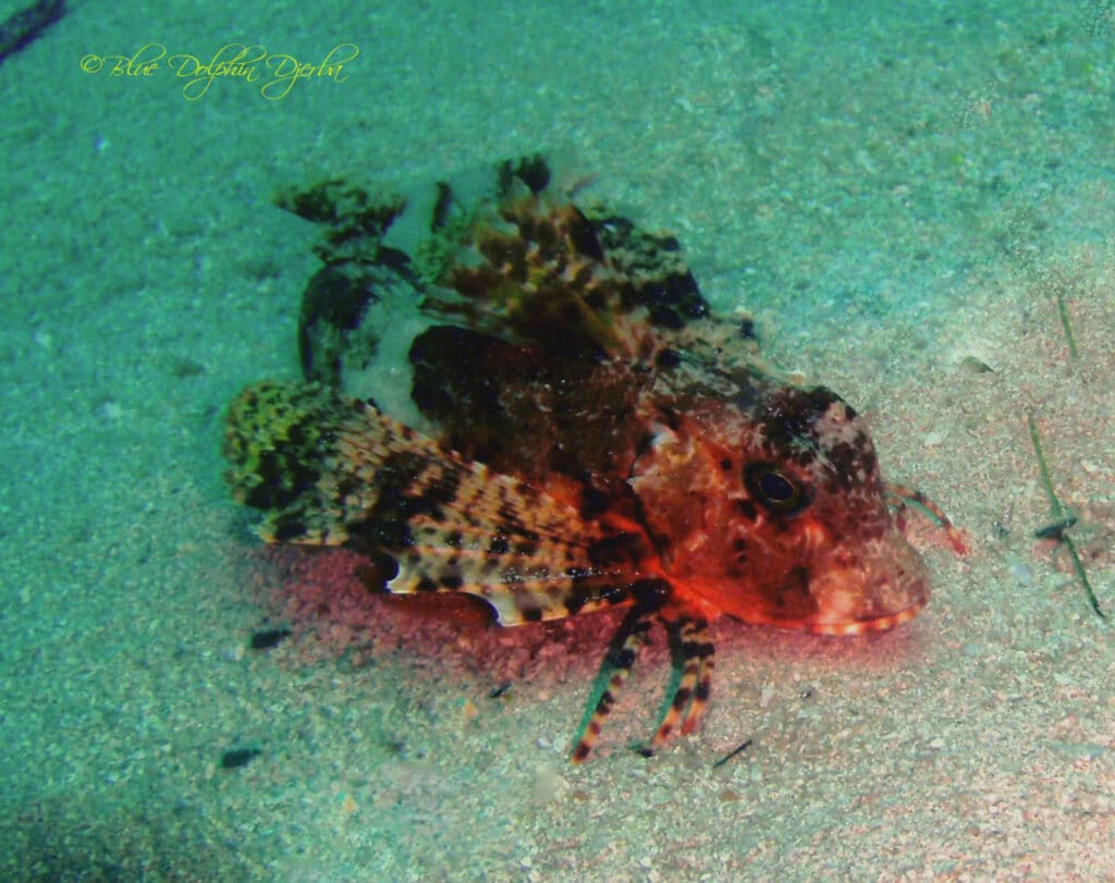 Grondin — site de plongée de l'épave Eso, Djerba