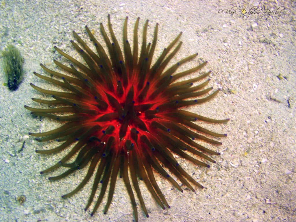 Anémone — site de plongée du Rocher à Mongi, Djerba