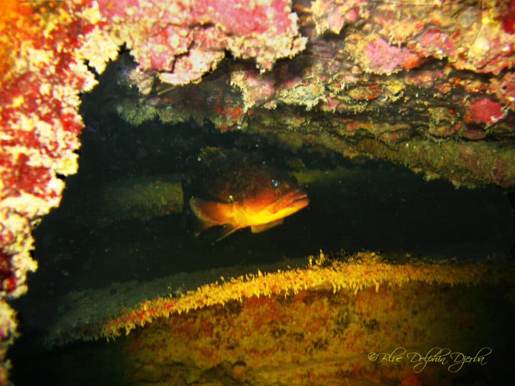 Mérou — site de plongée de l'épave Aïda, Djerba