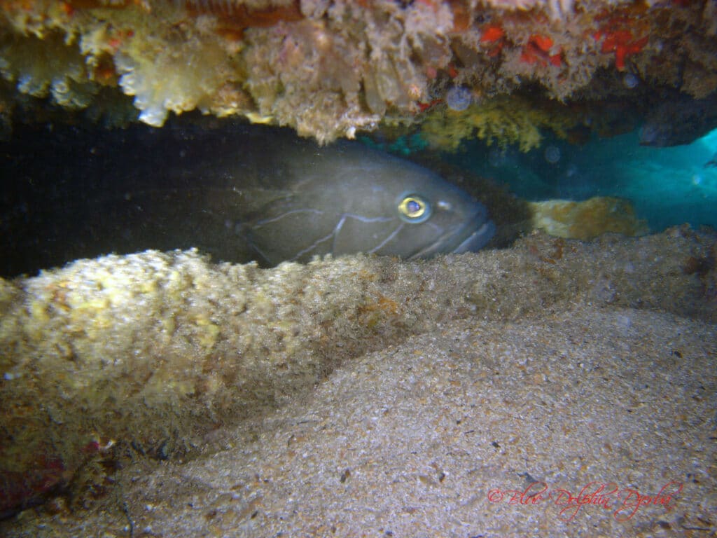 Mérou blanc — site de plongée de l'épave Aïda, Djerba