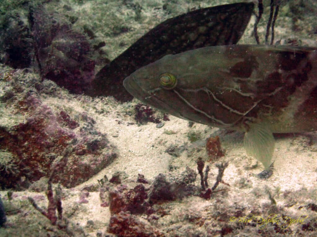 Mérou blanc et badèche — site de plongée des 3 Dormants, Djerba