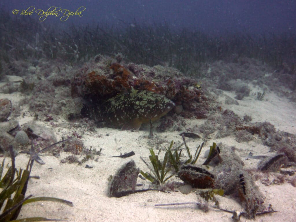 Mérou rouge — site de plongée du Rocher à Mongi, Djerba