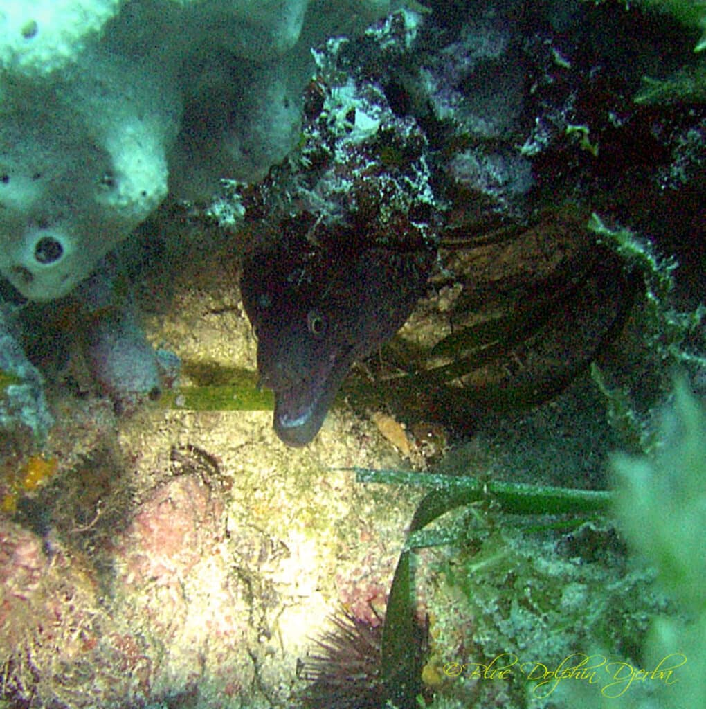 Moray Eel — "Rochers aux Poulpes" Dive Site, Djerba