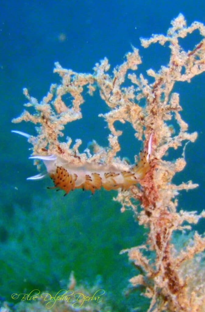 Nudibranch — Ricardo Wreck Dive Site, Djerba