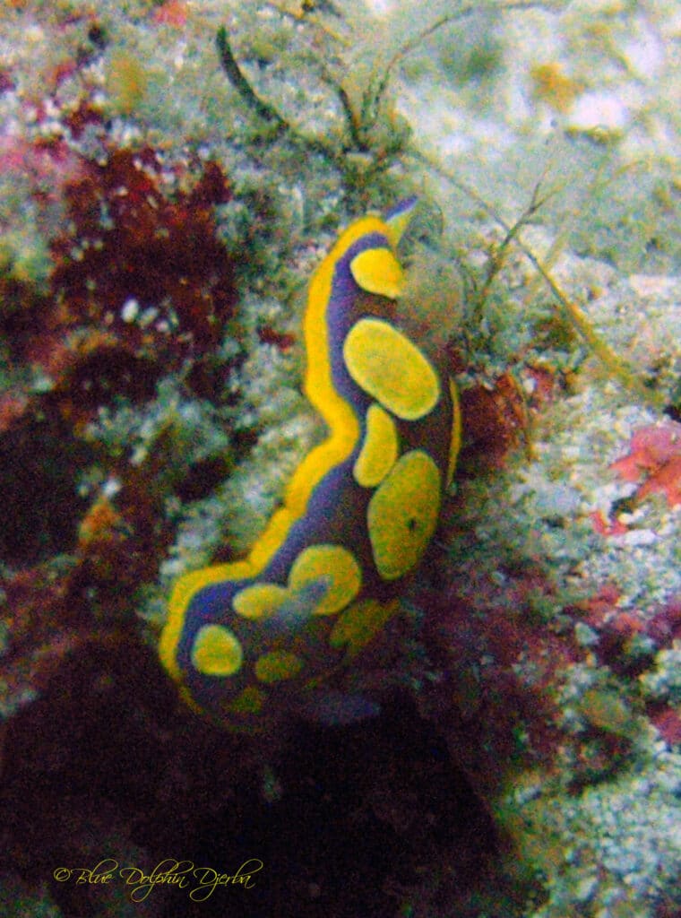 Nudibranche — site de plongée de l'épave Eso, Djerba