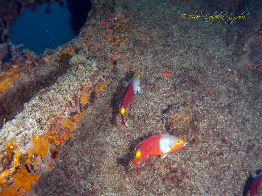 Poisson-perroquet — site de plongée de l'épave Aïda, Djerba