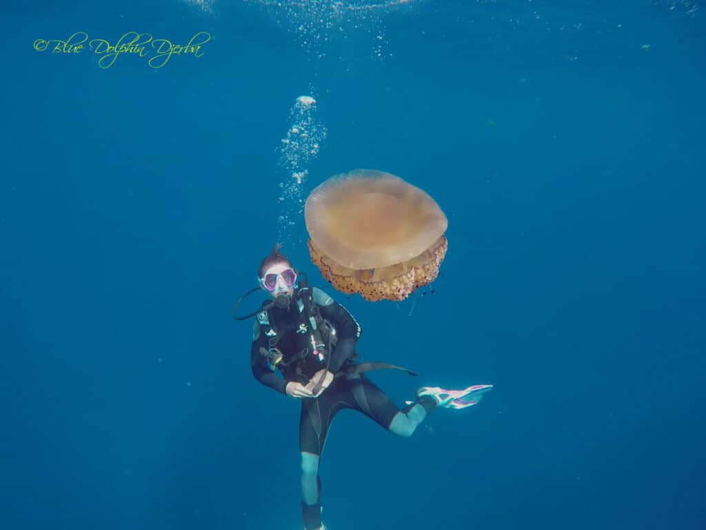 Diver and jellyfish — Ricardo shipwreck dive site, Djerba
