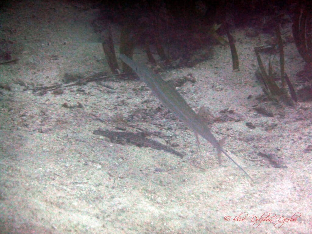 Poisson-flûte — site de plongée des 3 Dormants, Djerba