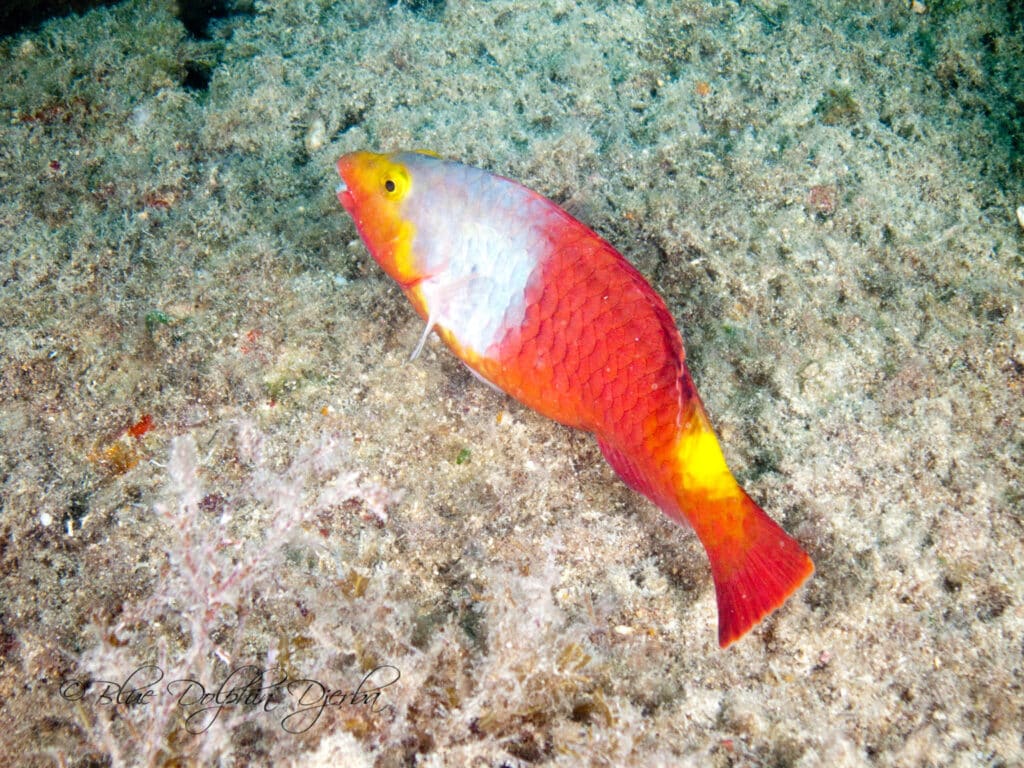 Parrotfish — Ricardo Wreck Dive Site, Djerba