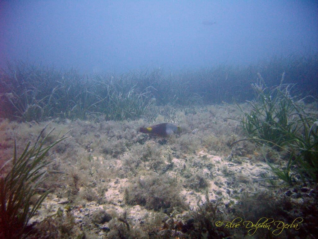 Poisson-perroquet — site de plongée des 3 Dormants, Djerba