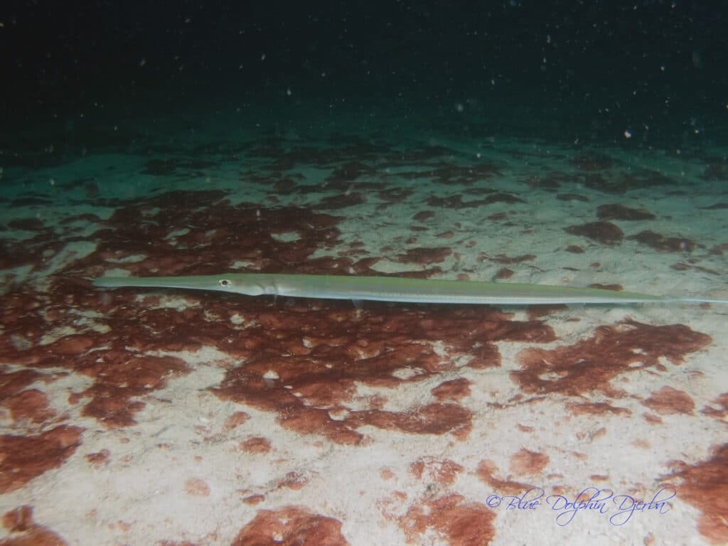 Poisson-flûte — site de plongée de l'épave Aïda, Djerba