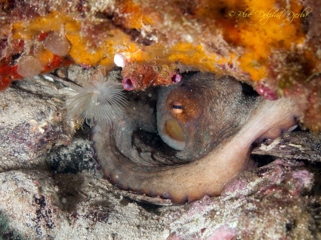 Octopus — "Rochers aux Poulpes" Dive Site, Djerba