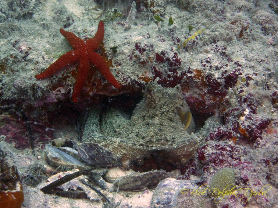 Octopus and Starfish — "Rochers aux Poulpes" Dive Site, Djerba