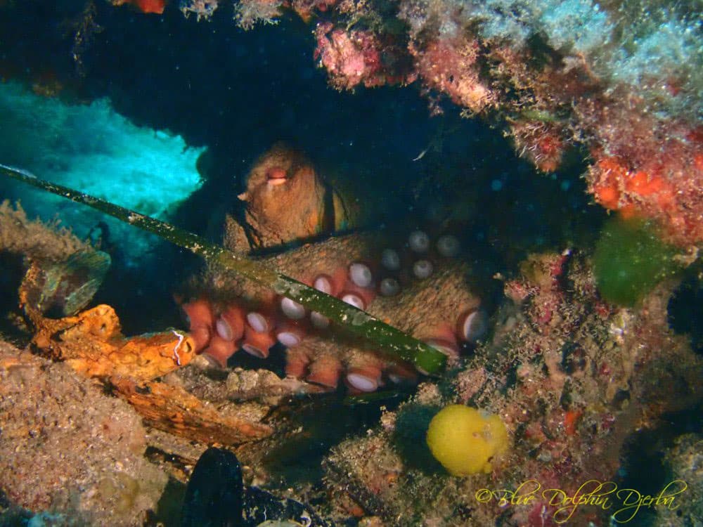 Poulpe — site de plongée du Rocher à Mongi, Djerba