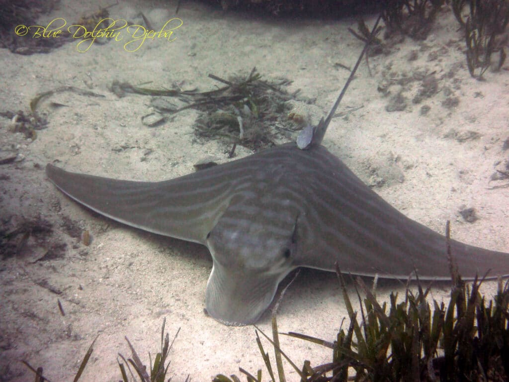 Eagle Ray — Rochers aux Poulpes Dive Site, Djerba