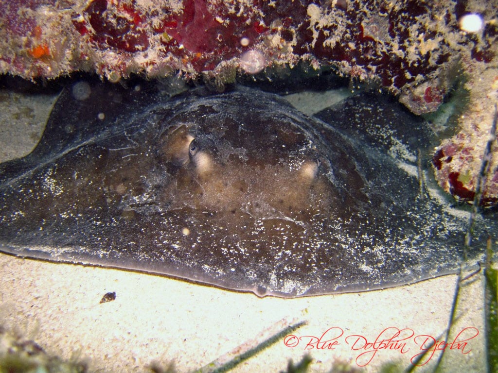 Raie pastenague — site de plongée de l'épave Attitala, Djerba