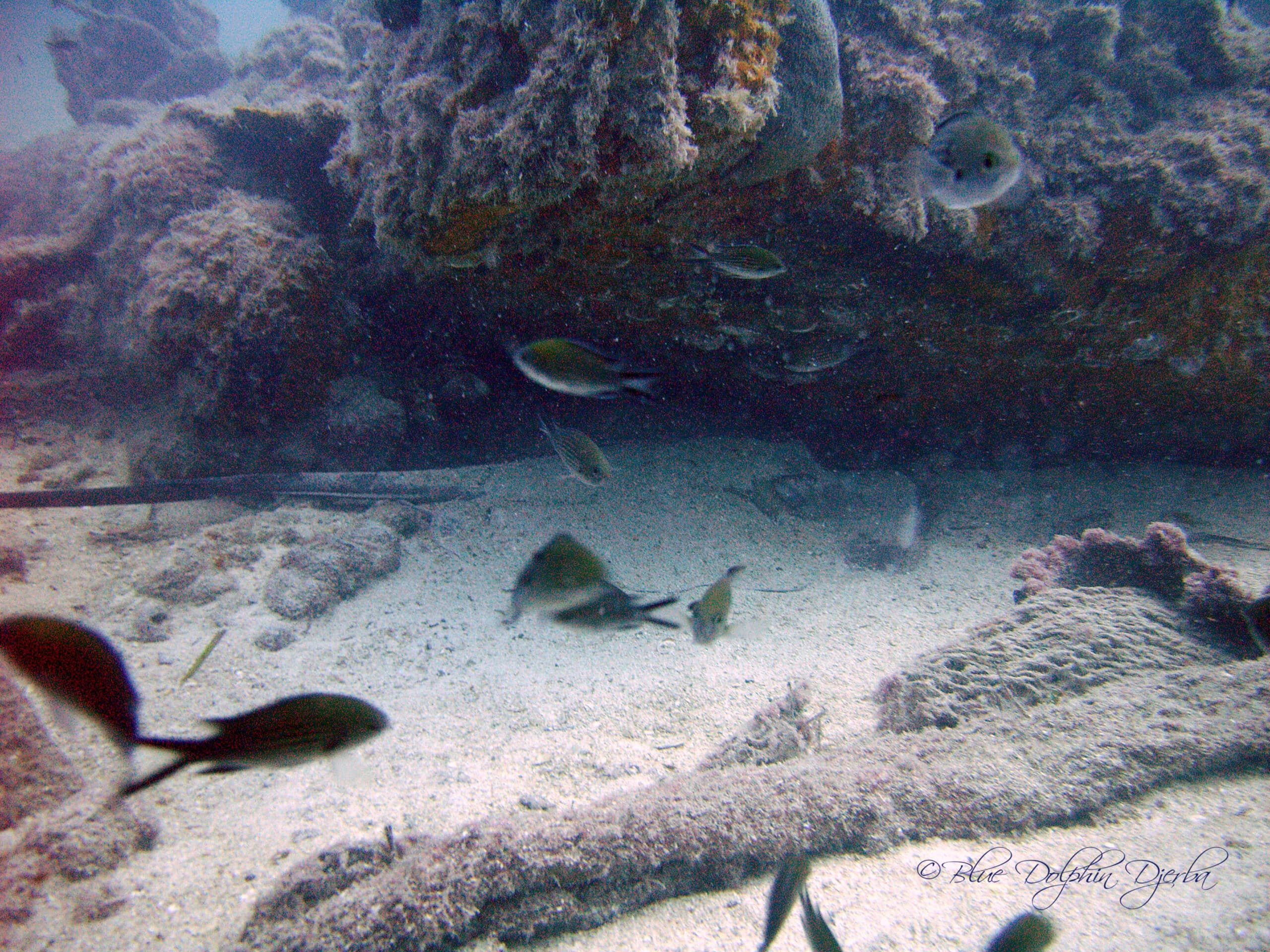 Raie sous le char immergé — site de plongée de l'épave Aïda, Djerba