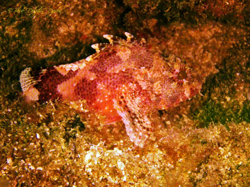 Scorpionfish — Rochers aux Poulpes Dive Site, Djerba