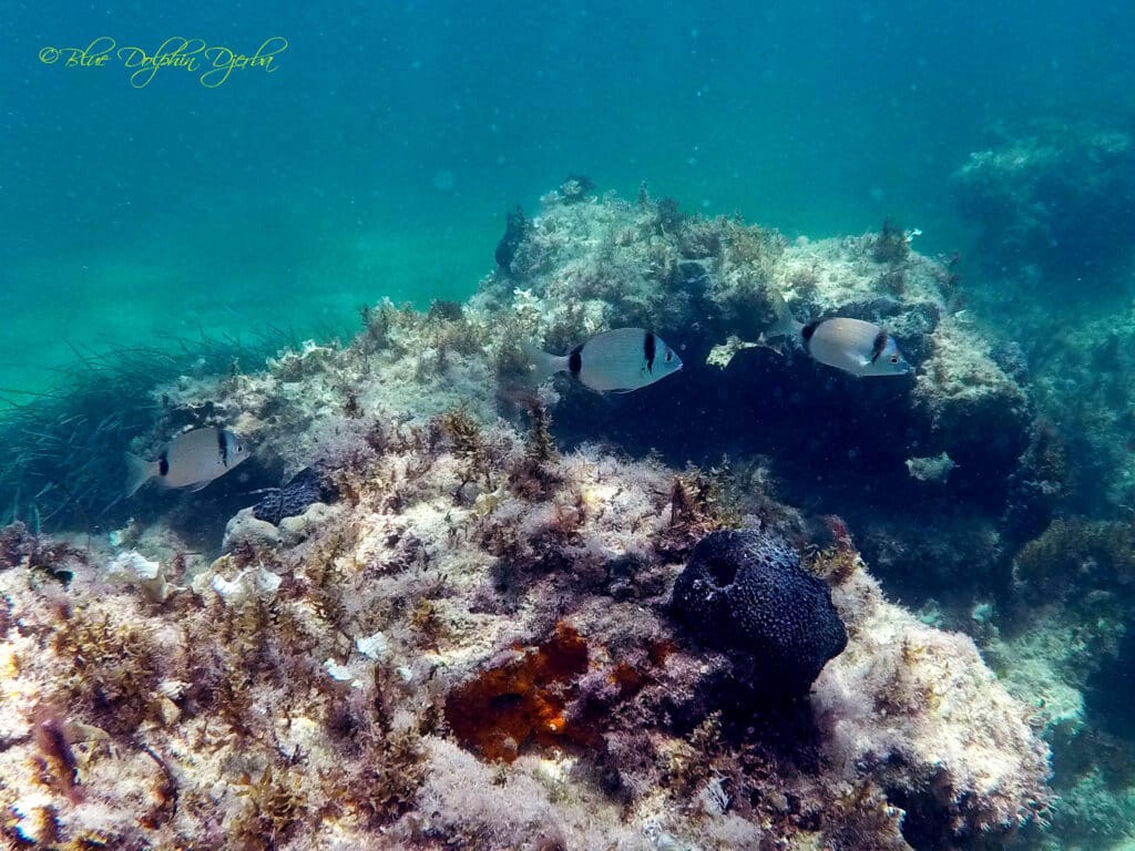 Two-banded Sar — Petites Arches du Méridiana dive site, Djerba