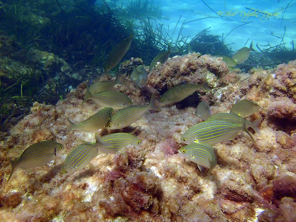 Saupes — site de plongée de Ras Turgueness, Djerba