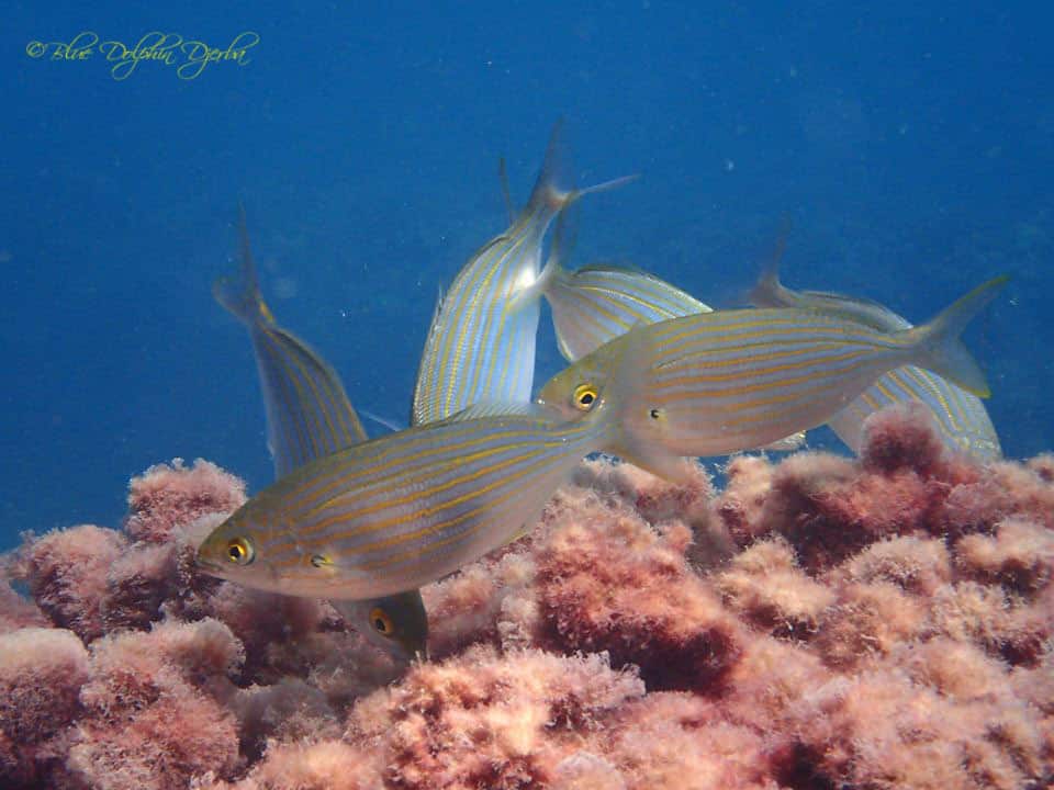 Saupes — a dive site in Sidi Soliman, Djerba