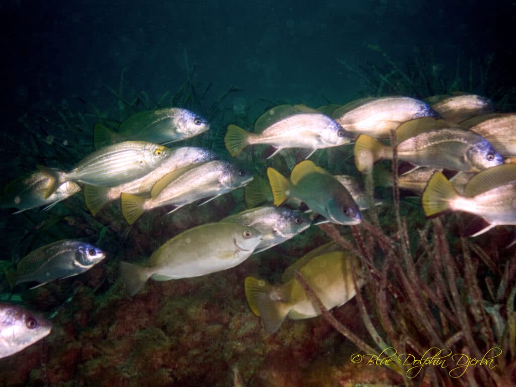 Saupes et corbs — site de plongée du Ras Turgueness, Djerba