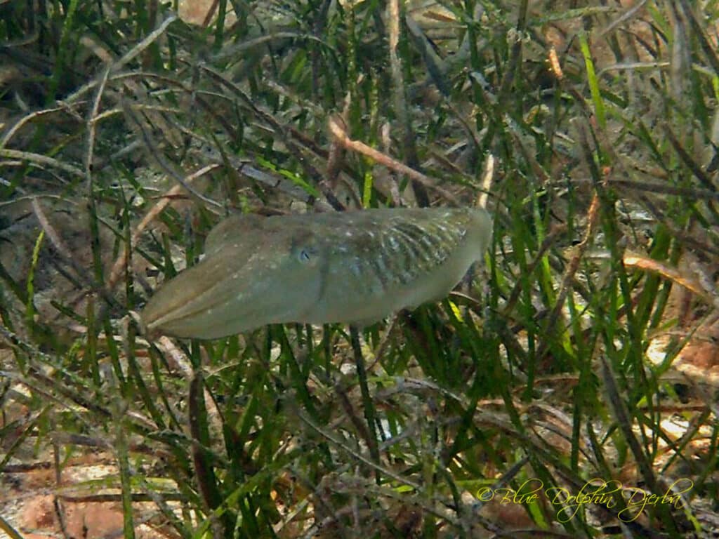 Cuttlefish — Sidi Soliman Dive Site, Djerba