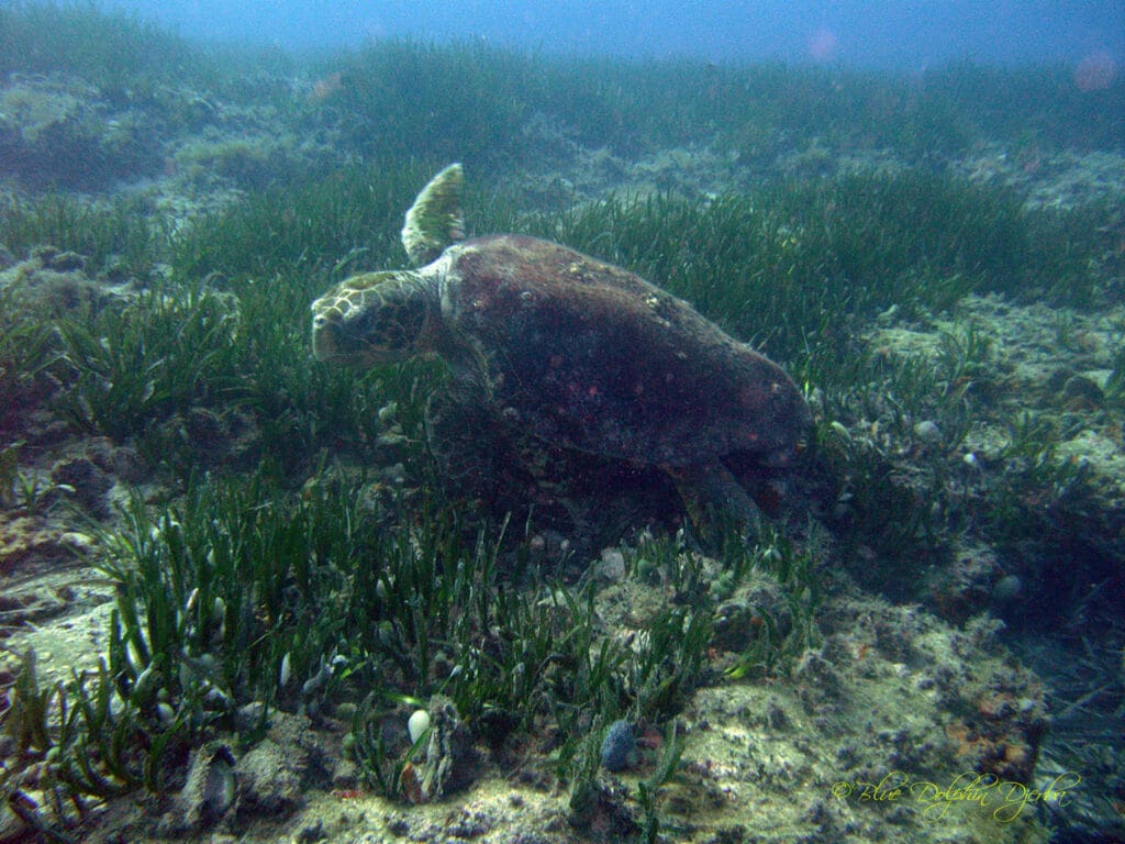 Sea Turtle — Rochers aux Poulpes Dive Site, Djerba