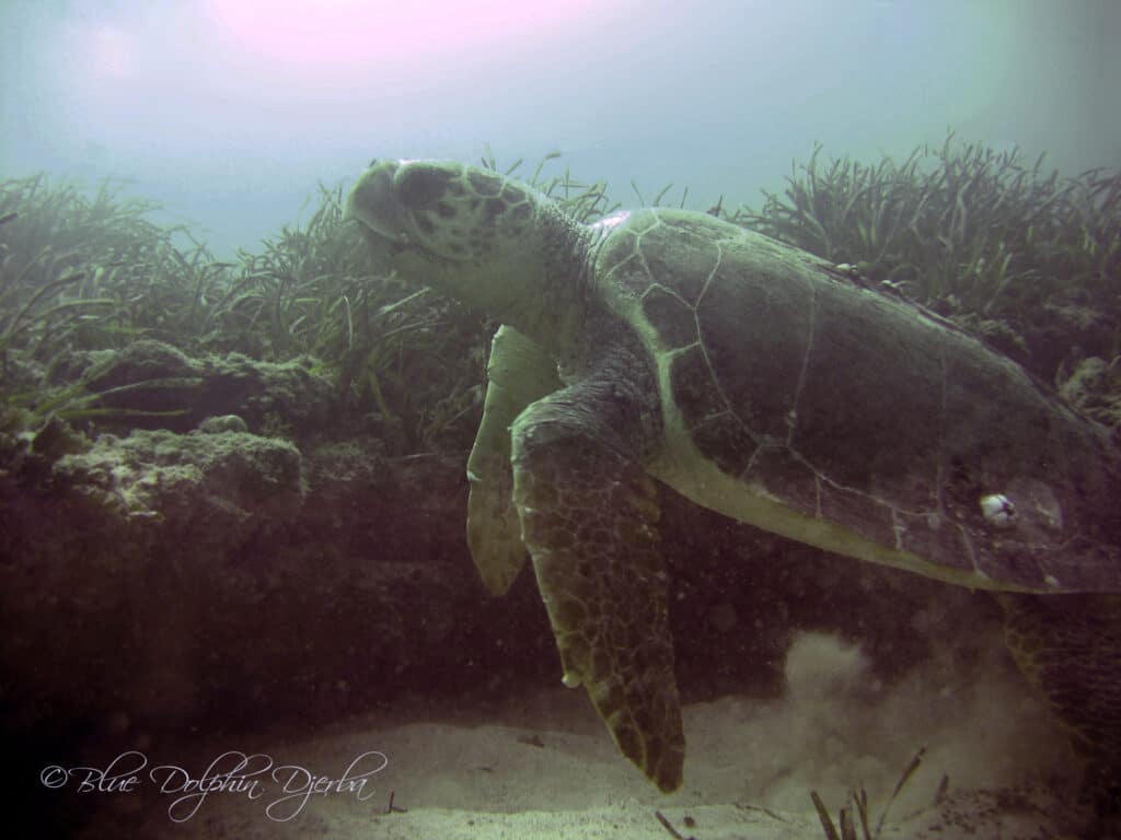 Tortue marine — site de plongée des 3 Dormants, Djerba
