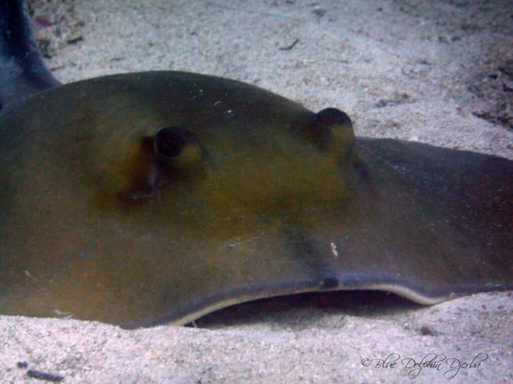Gros plan sur un poisson — site de plongée du Rocher à Mongi, Djerba