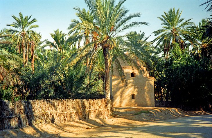 Oasis de Tozeur, Tunisie